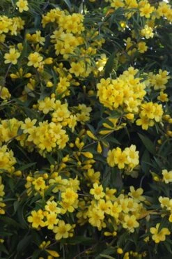 Duet Yellow Jasmine (Jessamine) - 2 Gallon Pot -Garden Plant Shop Jasmine Duet 5