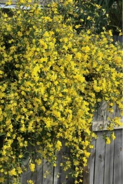 Duet Yellow Jasmine (Jessamine) - 3 Gallon Pot -Garden Plant Shop Jasmine Duet 8 1