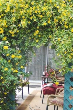 Duet Yellow Jasmine (Jessamine) - 3 Gallon Pot -Garden Plant Shop Jasmine Duet 9 1