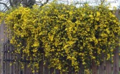 Duet Yellow Jasmine (Jessamine) - 2 Gallon Pot -Garden Plant Shop Jasmine Duet On Fence