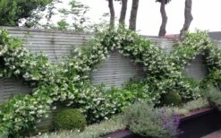 Madison Confederate Jasmine - 2 Gallon Pot 10 Madison Confederate Jasmine - 2 Gallon Pot -Garden Plant Shop Jasmine Madison 12 2