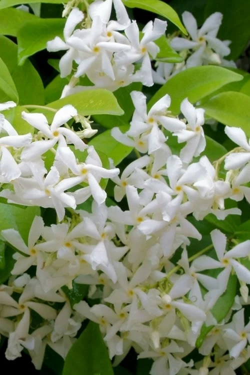 Madison Confederate Jasmine - 3 Gallon Pot 1 Madison Confederate Jasmine - 3 Gallon Pot