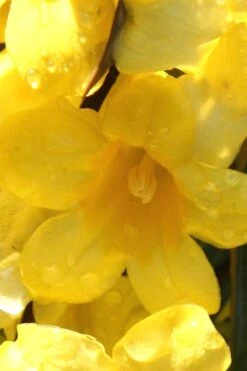 Margarita Cold Hardy Carolina Jasmine Vine (Gelsemium) - 1 Gallon Pot 12 Margarita Cold Hardy Carolina Jasmine Vine (Gelsemium) - 1 Gallon Pot -Garden Plant Shop Jasmine Margarita 2