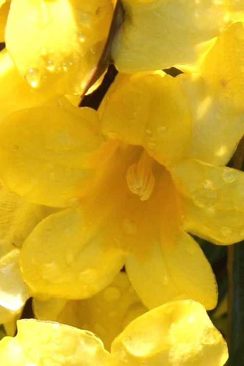 Margarita Cold Hardy Carolina Jasmine Vine (Gelsemium) - 1 Gallon Pot 4 Margarita Cold Hardy Carolina Jasmine Vine (Gelsemium) - 1 Gallon Pot - Image 4