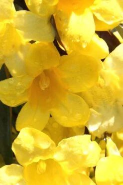 Margarita Cold Hardy Carolina Jasmine Vine (Gelsemium) - 1 Gallon Pot 15 Margarita Cold Hardy Carolina Jasmine Vine (Gelsemium) - 1 Gallon Pot -Garden Plant Shop Jasmine Margarita 3