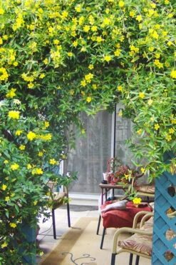 Pride Of Augusta Double Flowering Carolina Jasmine - 2 Gallon Pot -Garden Plant Shop Jasmine Pride Of Augusta 2