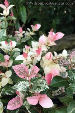 Snow N Summer Asiatic Jasmine - 1 Gallon Pot -Garden Plant Shop Jasmine Snow n Summer 20 1