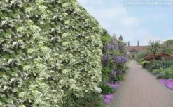 Variegated Confederate Jasmine - Trachelospermum Jasminoides - 1 Gallon Pot -Garden Plant Shop Jasmine Variegated Confederate 11 2