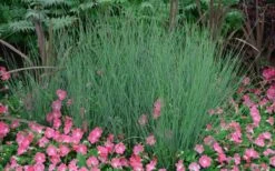 Blue Arrows Rush (Juncus Inflexus) - 1 Gallon Pot -Garden Plant Shop Juncus Blue Arrows 12