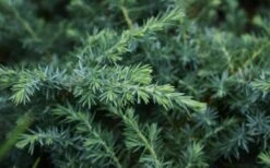 Blue Pacific Juniper - 2 Gallon Pot 13 Blue Pacific Juniper - 2 Gallon Pot -Garden Plant Shop Juniper Blue Pacific 12 1