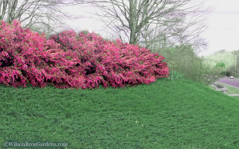 Blue Pacific Juniper - 1 Gallon Pot 5 Blue Pacific Juniper - 1 Gallon Pot - Image 5