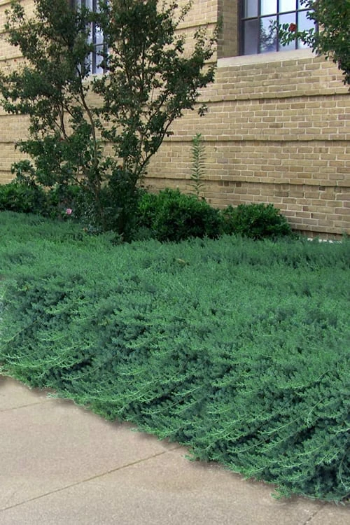 Blue Pacific Juniper - 1 Gallon Pot 1 Blue Pacific Juniper - 1 Gallon Pot