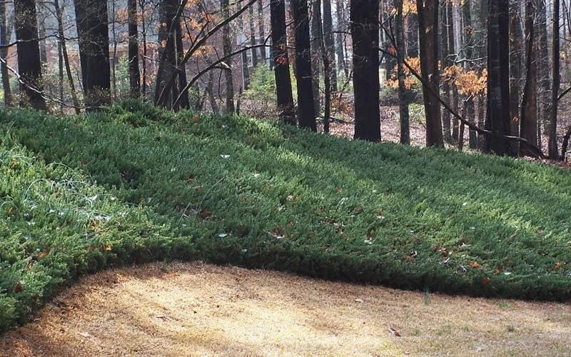Blue Pacific Juniper - 1 Gallon Pot 4 Blue Pacific Juniper - 1 Gallon Pot - Image 4
