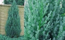 Blue Point Juniper - 7 Gallon Pot (3-4') -Garden Plant Shop Juniper Blue Point 1 1