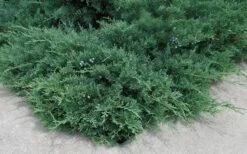 Blue Sargent Juniper - 6-Pack Of 1 Gallon Pots 9 Blue Sargent Juniper - 6-Pack Of 1 Gallon Pots -Garden Plant Shop Juniper Blue Sargent 2 1