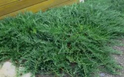 Blue Sargent Juniper - 3 Gallon Pot -Garden Plant Shop Juniper Blue Sargent Rev 2