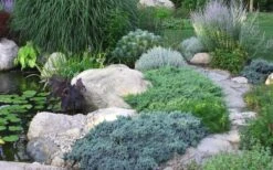 Blue Star Juniper - 2 Gallon Pot 9 Blue Star Juniper - 2 Gallon Pot -Garden Plant Shop Juniper Blue Star 14