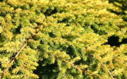All Gold Golden Pacific Juniper - 6 Pack Of 1 Gallon Pots -Garden Plant Shop Juniper Golden Pacific 10 2