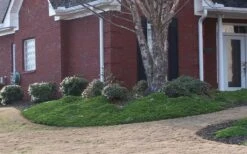 Green Mound Juniper - 2 Gallon Pot -Garden Plant Shop Juniper Green Mound 1