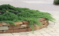 Green Mound Juniper - 6-Pack Of 1 Gallon Pots -Garden Plant Shop Juniper Green Mound 4