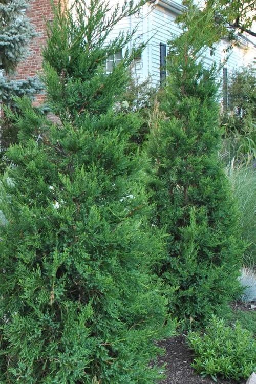 Hetzi Columnar Juniper - 1 Gallon Pot 1 Hetzi Columnar Juniper - 1 Gallon Pot