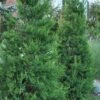 Hetzi Columnar Juniper - 7 Gallon Pot (5-6')