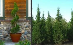 Hetzi Columnar Juniper - 7 Gallon Pot (5-6') 8 Hetzi Columnar Juniper - 7 Gallon Pot (5-6') -Garden Plant Shop Juniper Hetzi Columnar Landscape 2 1