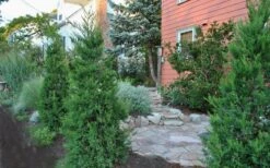 Hetzi Columnar Juniper - 3 Gallon Pot 9 Hetzi Columnar Juniper - 3 Gallon Pot -Garden Plant Shop Juniper Hetzi Columnar Landscape 5