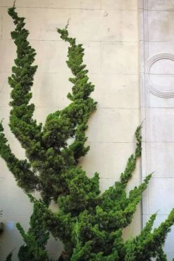 Hollywood Torulosa Juniper - 7 Gallon Pot (4-5') 11 Hollywood Torulosa Juniper - 7 Gallon Pot (4-5') -Garden Plant Shop Juniper Hollywood 12 2