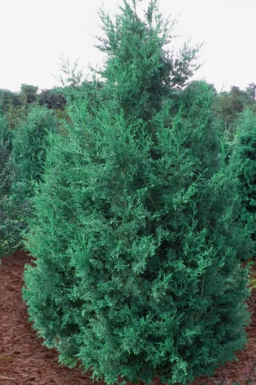 Iowa Juniper - 7 Gallon Pot (4-5') 1 Iowa Juniper - 7 Gallon Pot (4-5')