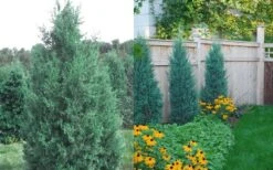 Iowa Juniper - 3 Gallon Pot 9 Iowa Juniper - 3 Gallon Pot -Garden Plant Shop Juniper Iowa