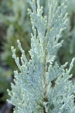 Moonglow Pyramidal Blue Juniper - 3 Gallon Pot 8 Moonglow Pyramidal Blue Juniper - 3 Gallon Pot -Garden Plant Shop Juniper Moonglow 3