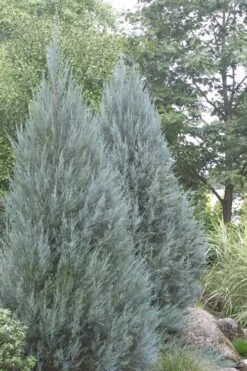 Moonglow Pyramidal Blue Juniper - 7 Gallon Pot (3-4') -Garden Plant Shop Juniper Moonglow 4 1