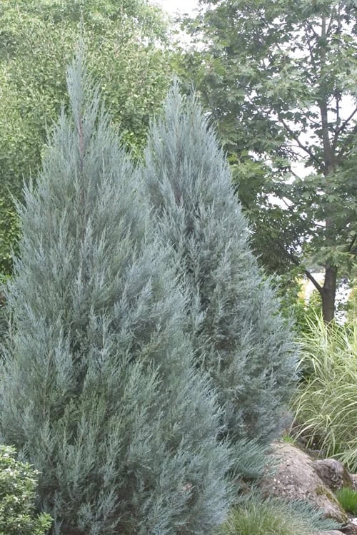 Moonglow Pyramidal Blue Juniper - 3 Gallon Pot 5 Moonglow Pyramidal Blue Juniper - 3 Gallon Pot - Image 5