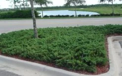 Parsons Juniper - Juniperus Davurica 'Parsonii' - 1 Gallon Pot -Garden Plant Shop Juniper Parsons 5 1