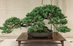 Parsons Juniper - Juniperus Davurica 'Parsonii' - 1 Gallon Pot -Garden Plant Shop Juniper Parsons Bonsai 1