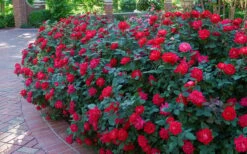 Red Double Knock Out Rose - 5 Gallon Pot -Garden Plant Shop Knock Out Rose Double Red 7