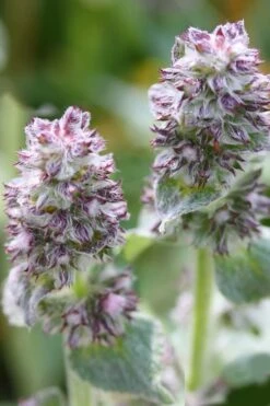 Silky Fleece Dwarf Lambs Ear (Stachys Byzantina) - 10 Pack Of Quarts Pots -Garden Plant Shop Lambs Ear Silky Fleece 5