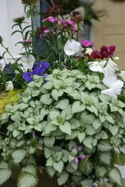 Beacon Silver Lamium - 5 Pack Of Pint Pots -Garden Plant Shop Lamium Beacons Silver 2