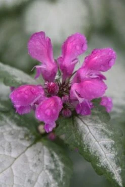 Beacon Silver Lamium - 5 Pack Of Pint Pots -Garden Plant Shop Lamium Beacons Silver 4