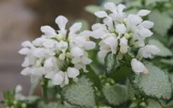 White Nancy Lamium - 5 Pack Of Pint Pots -Garden Plant Shop Lamium White Nancy 1