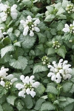 White Nancy Lamium - 5 Pack Of Pint Pots -Garden Plant Shop Lamium White Nancy 4