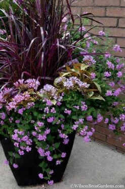 Trailing Lavender Lantana - 5 Pack Of Pint Pots -Garden Plant Shop Lantana Trailing Lavender 16 1