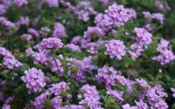 Trailing Lavender Lantana - 1 Gallon Pot -Garden Plant Shop Lantana Trailing Lavender 2