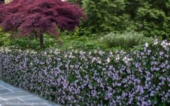 Trailing Lavender Lantana - 5 Pack Of Pint Pots -Garden Plant Shop Lantana Trailing Lavender 22 1