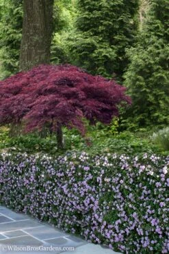 Trailing Lavender Lantana - 5 Pack Of Pint Pots -Garden Plant Shop Lantana Trailing Lavender 23 1