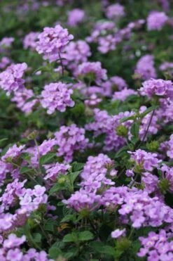 Trailing Lavender Lantana - 1 Gallon Pot -Garden Plant Shop Lantana Trailing Lavender 500x750 1