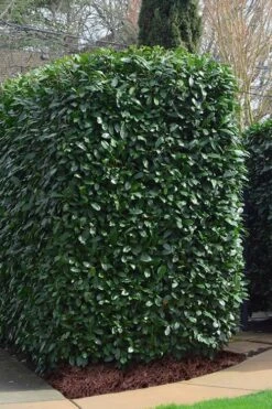 Schip Laurel (Prunus Laurocersasus 'Schipkaensis') - 2 Gallon Pot -Garden Plant Shop Laurel Schip 2 2