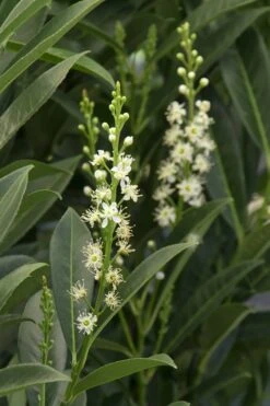 Schip Laurel (Prunus Laurocersasus 'Schipkaensis') - 2 Gallon Pot -Garden Plant Shop Laurel Schip 3 2