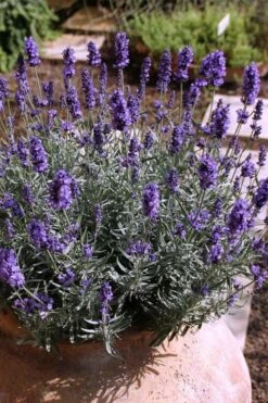 Hidcote Blue English Lavender - 6 Pack Of Pint Pots -Garden Plant Shop Lavender Hidcote 3